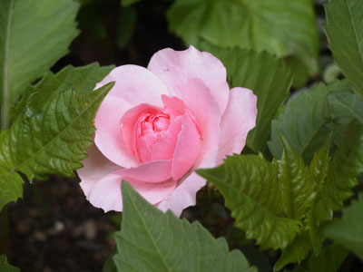 rosarose2.jpg
